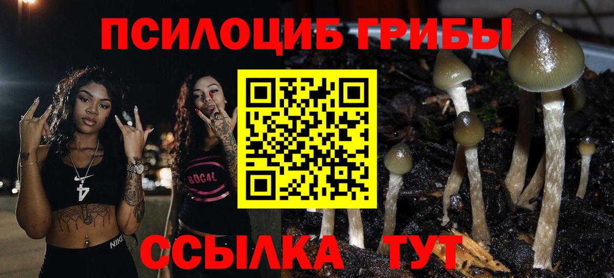 Галлюциногенные грибы Psilocybe Майкоп